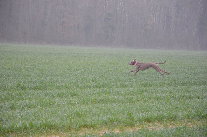 Du Val Du Chambertain - Field de Monteils