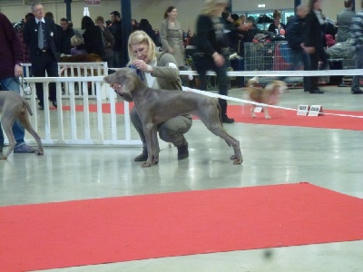 Du Val Du Chambertain - Paris Dog Show 2013