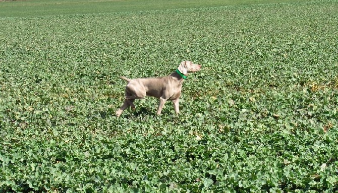 Du Val Du Chambertain - Field de Compains 