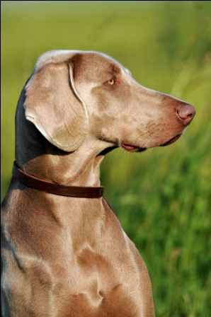 Photoshoot pour "Chien de Race - Le Braque de Weimar" 2009