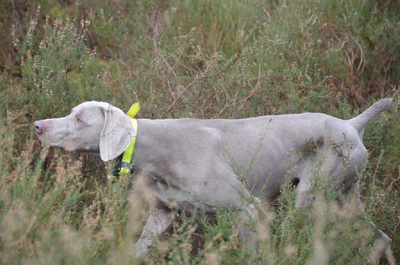Chasse et field chiots Chanel