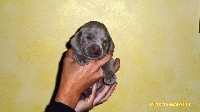 CHIOT collier rouge