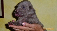 CHIOT collier mauve
