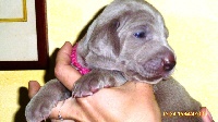 CHIOT collier rose