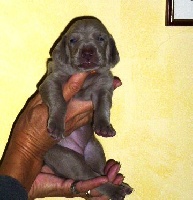 CHIOT collier orange