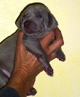 CHIOT collier bleu