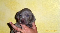 CHIOT collier vert